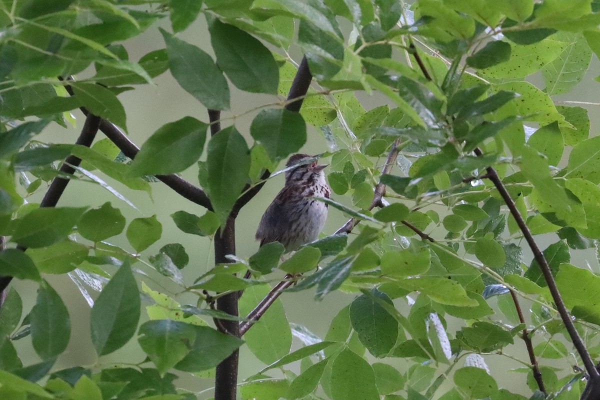 Song Sparrow - ML249322851