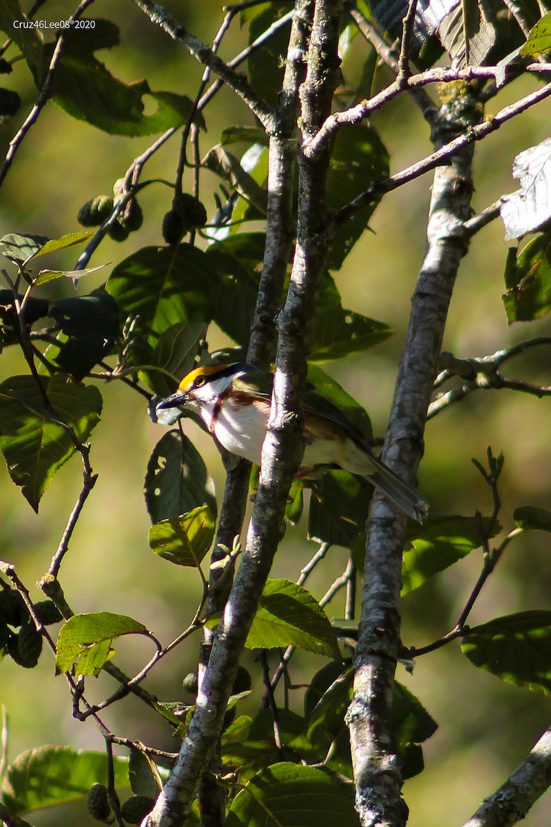 Chestnut-sided Shrike-Vireo - ML249324131