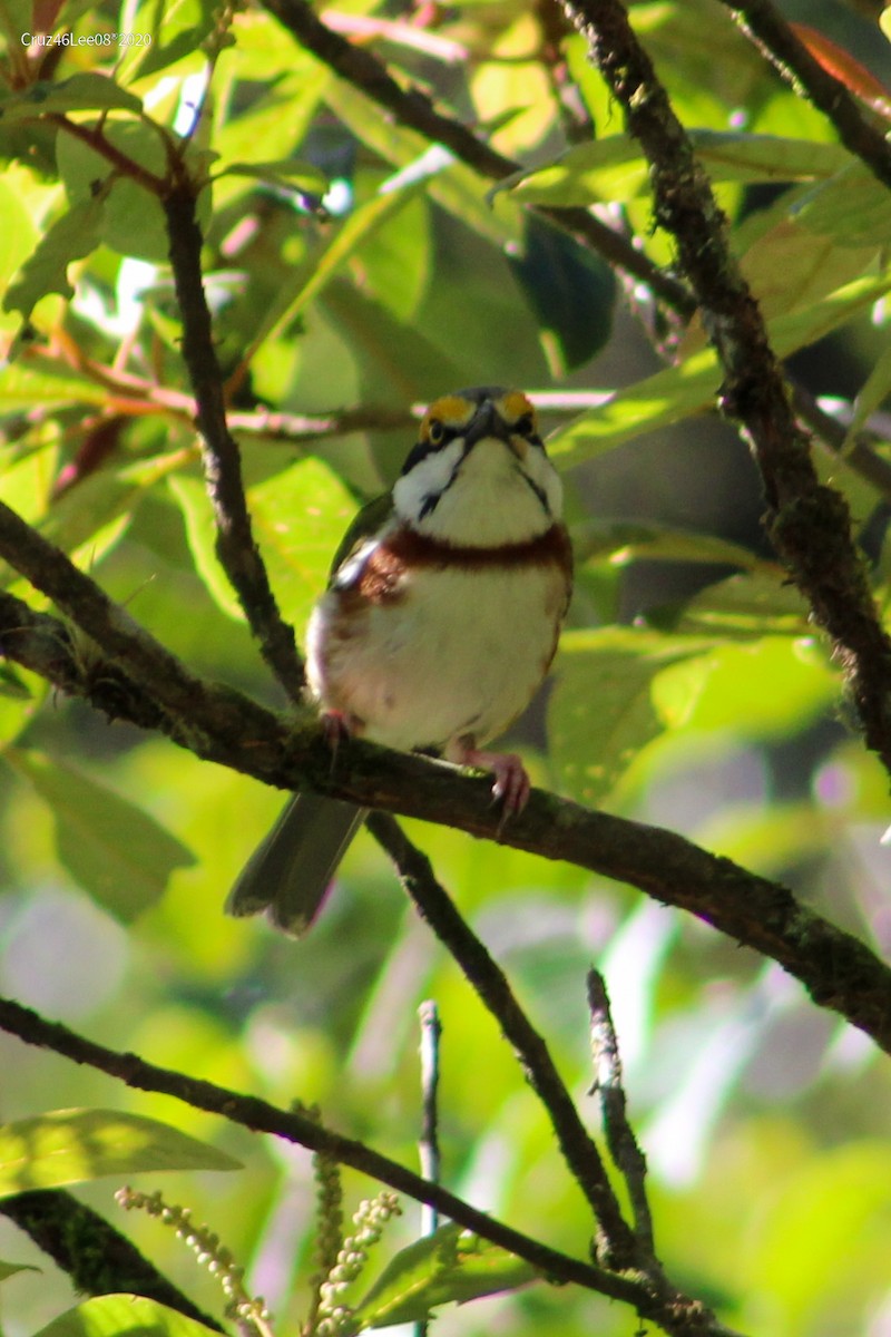 Chestnut-sided Shrike-Vireo - Erick Roy Cruz Lee