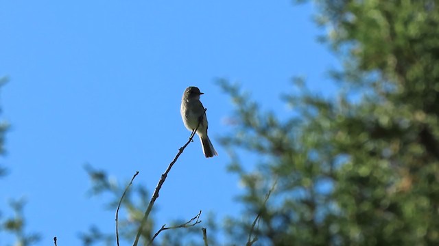 Trockenbusch-Schnäppertyrann - ML249325071