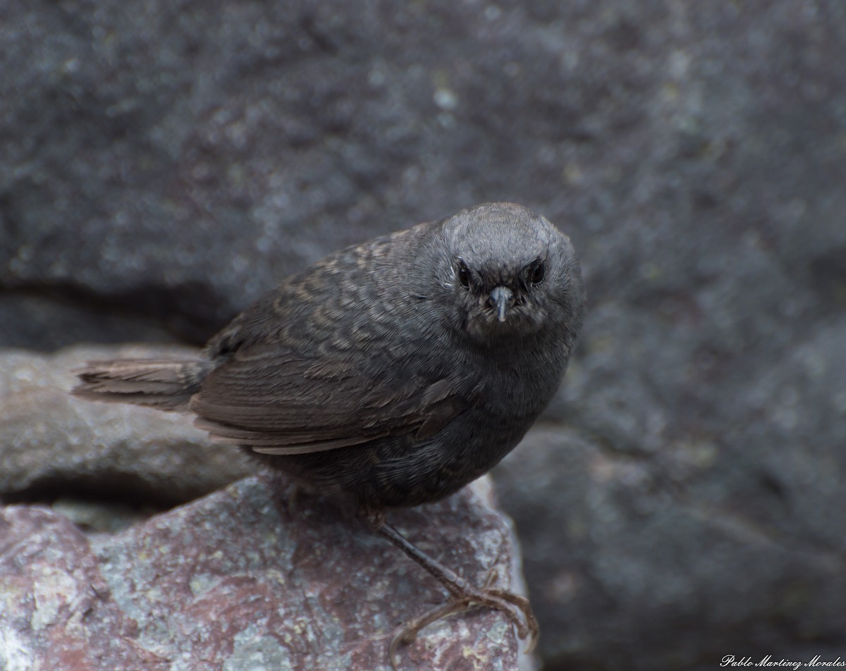 Magellanic Tapaculo - ML249326421