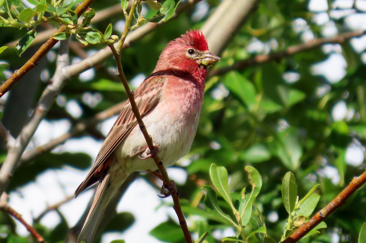 Cassin's Finch - ML249328431