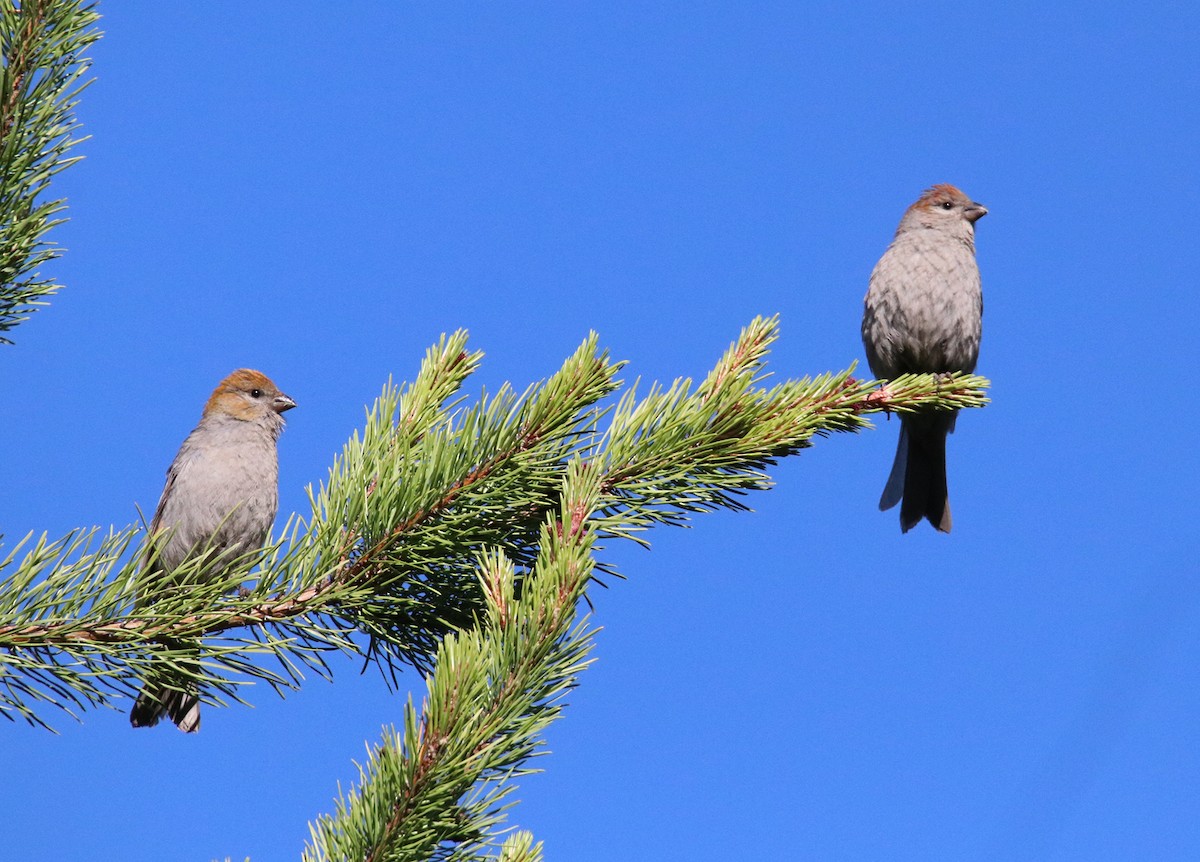 Pine Grosbeak - ML249328841