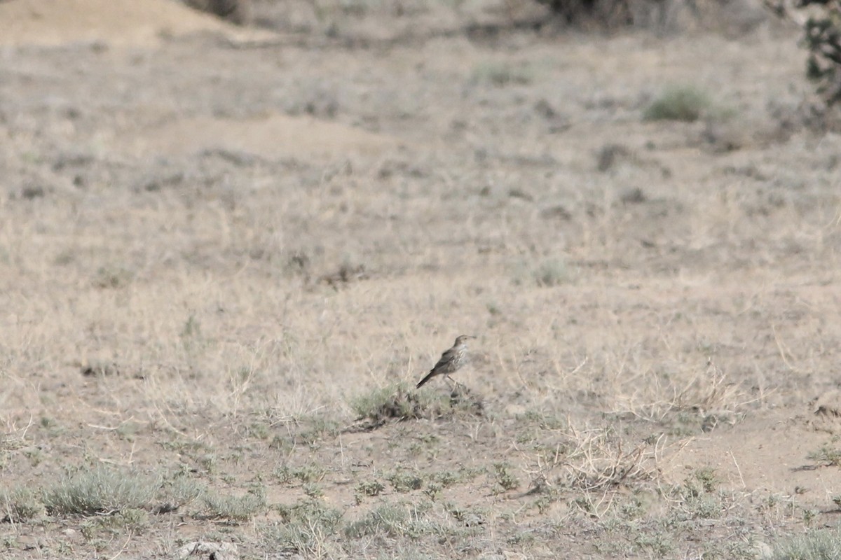 Sage Thrasher - ML249329441