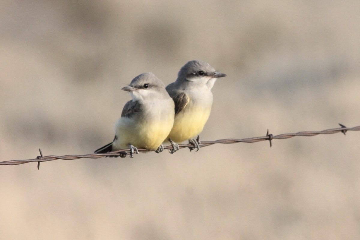 Western Kingbird - ML249329491