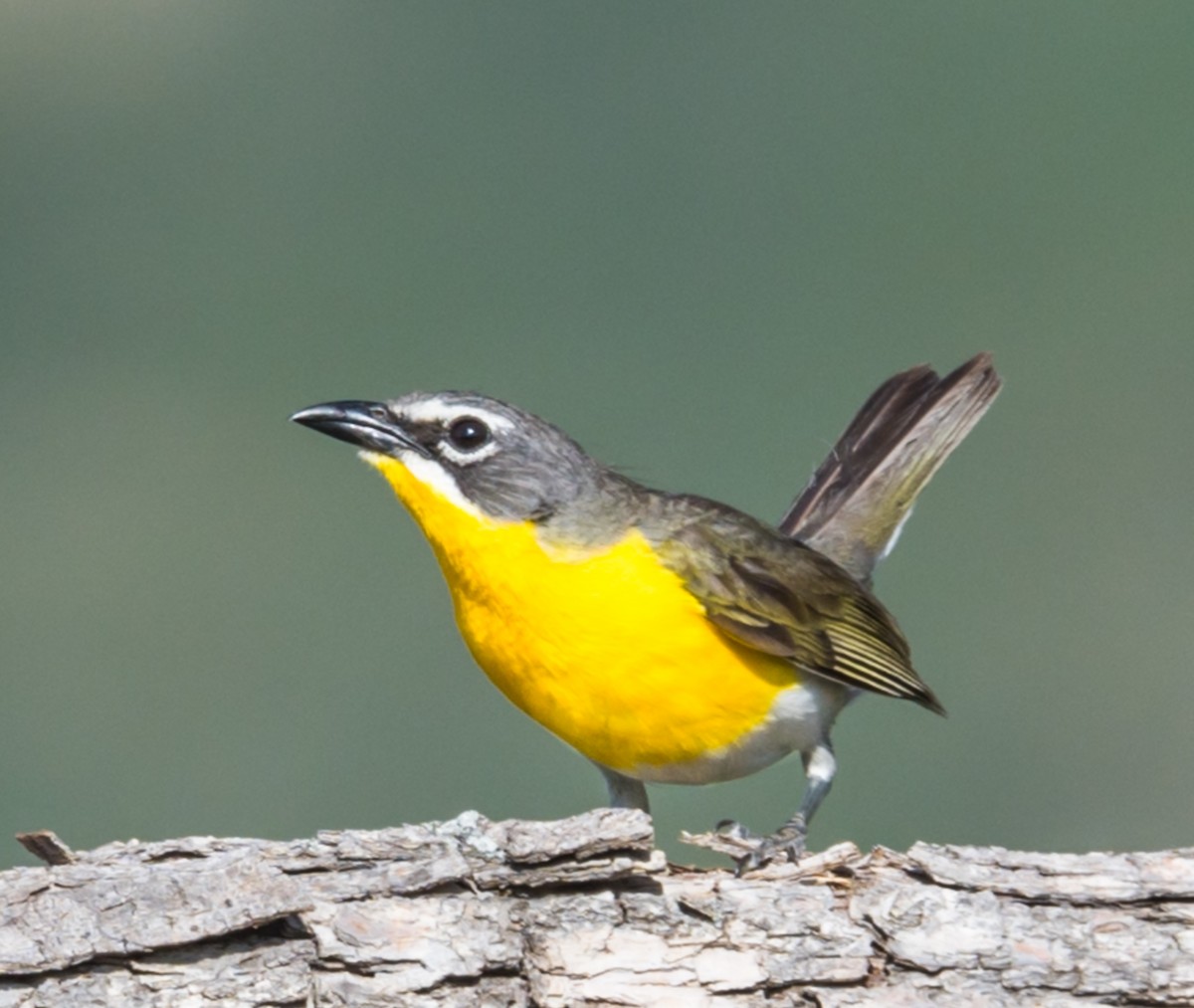 Yellow-breasted Chat - ML249330521
