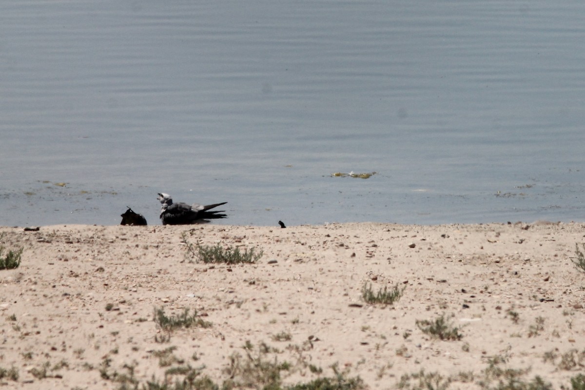 Mississippi Kite - ML249330711