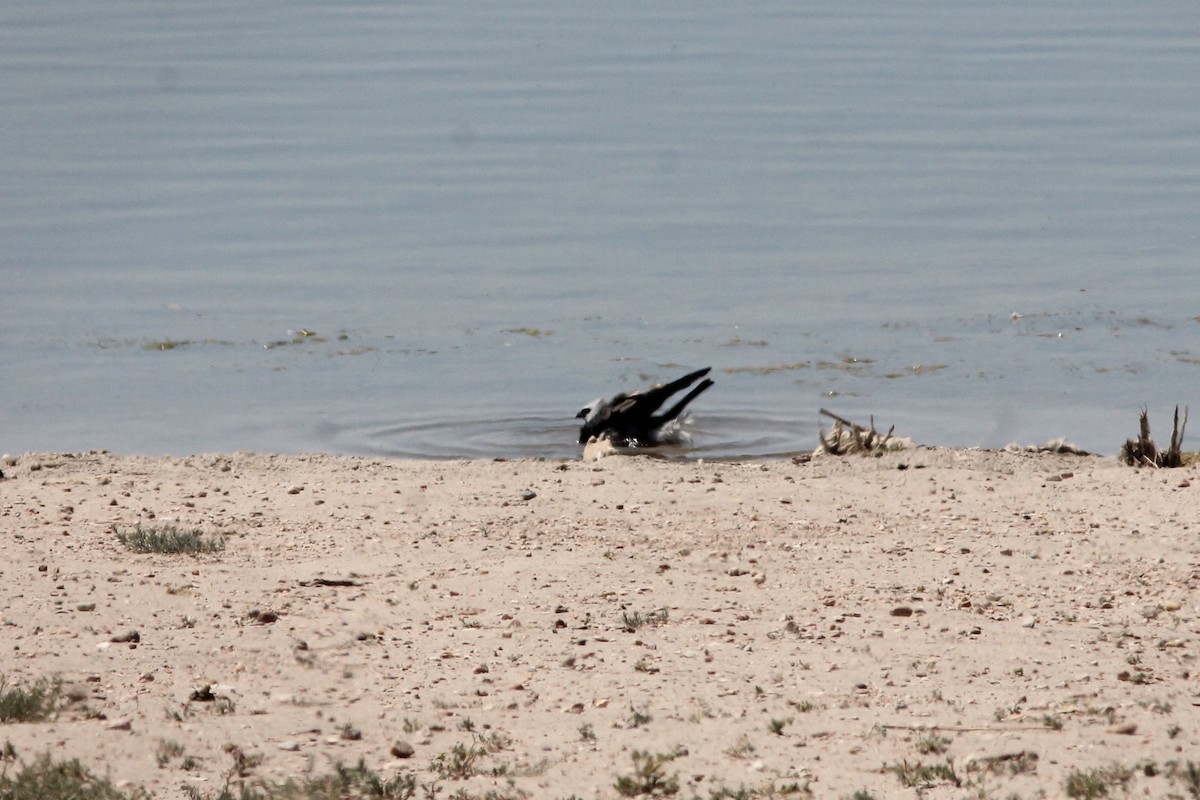 Mississippi Kite - ML249330721