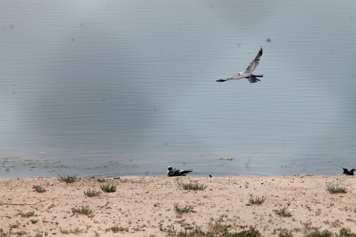 Mississippi Kite - ML249330901