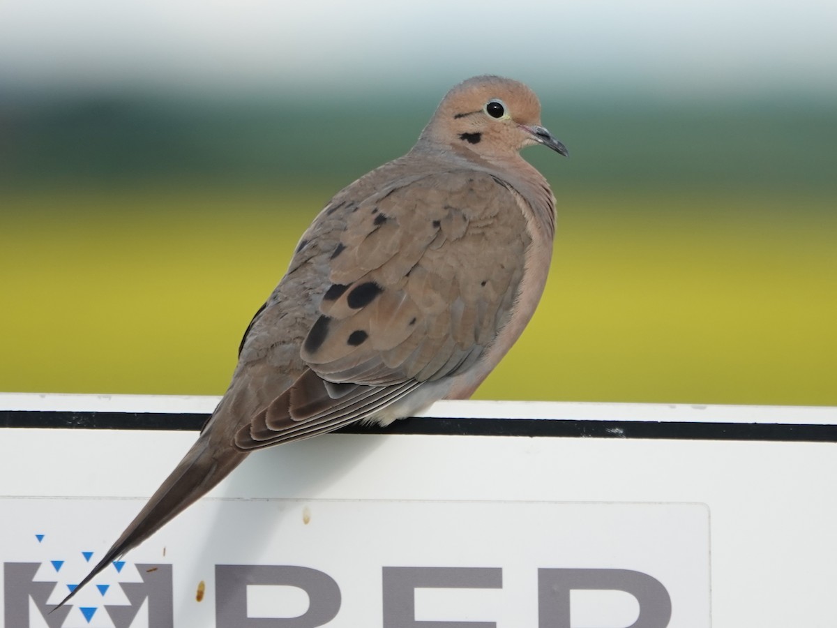 Mourning Dove - Liz Soria