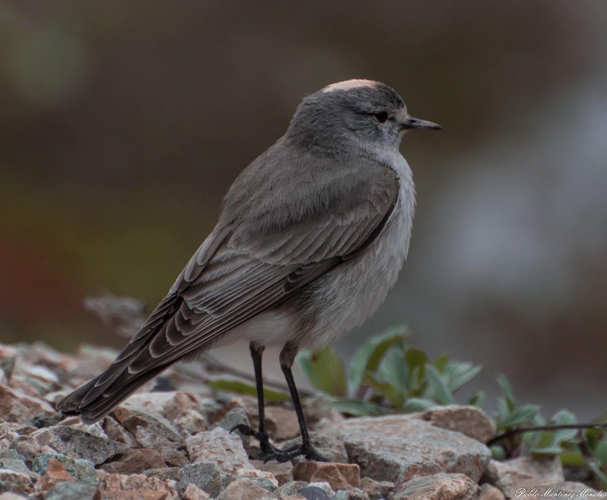 Ochre-naped Ground-Tyrant - ML249334311