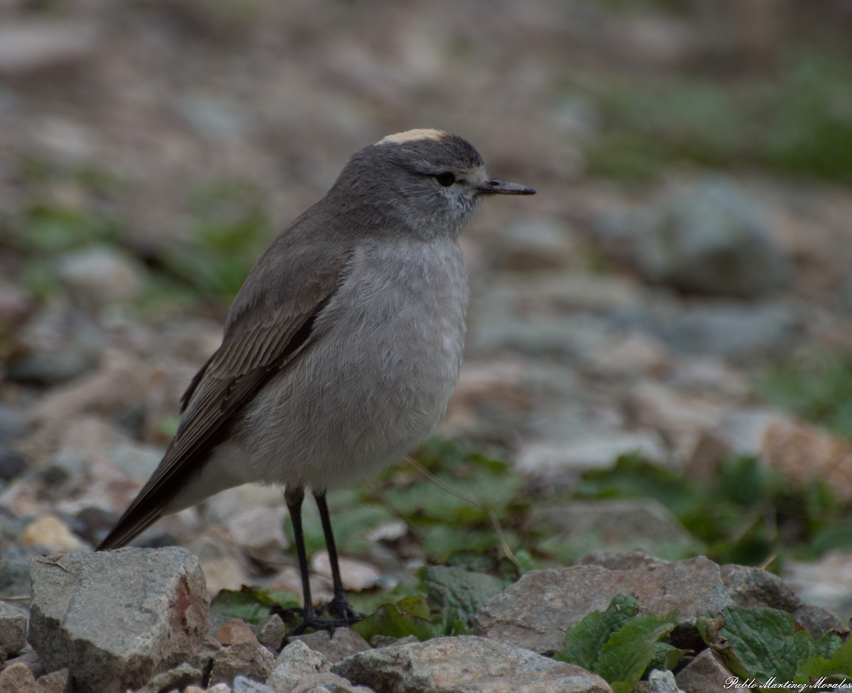 Ochre-naped Ground-Tyrant - ML249334461