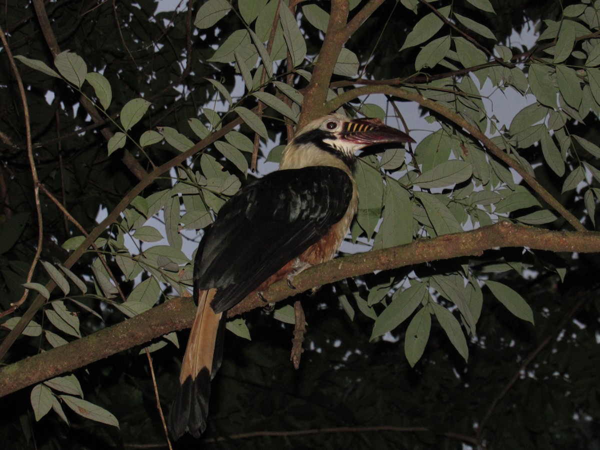 Visayan Hornbill - ML249335201