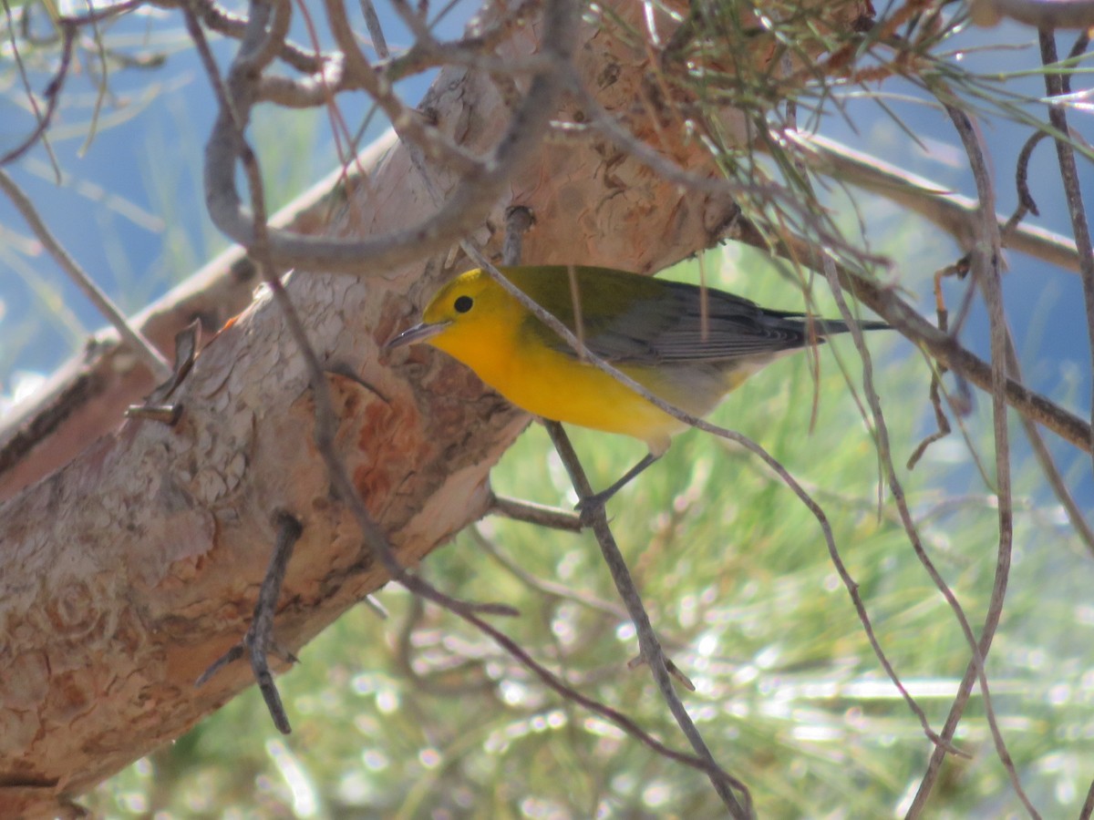 Prothonotary Warbler - ML249335891