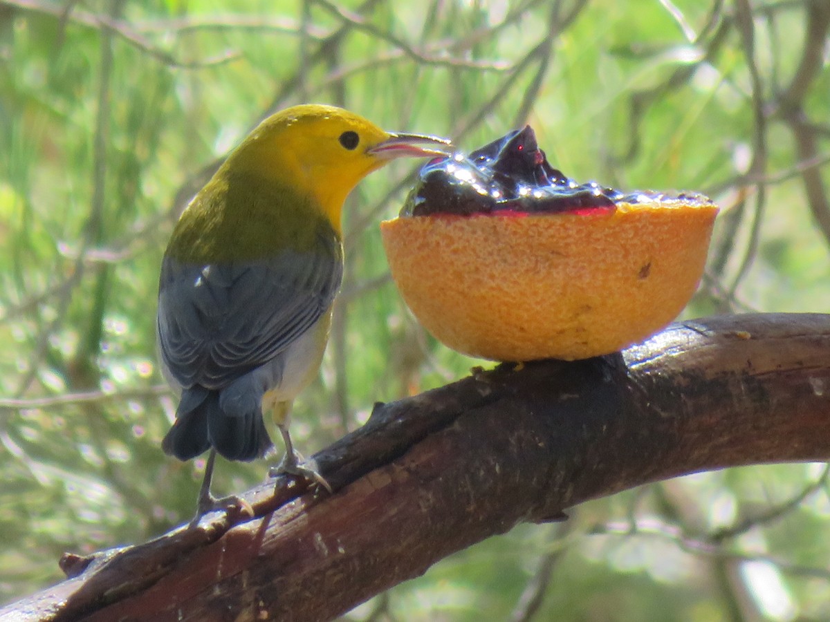 Prothonotary Warbler - ML249335911