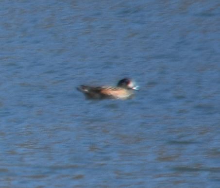 Chiloe Wigeon - ML249335961