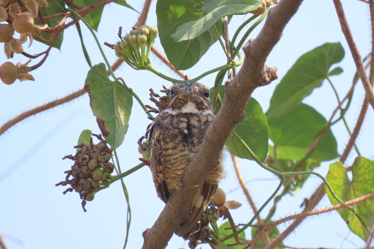 Lesser Nighthawk - Rogger Valencia Monroy