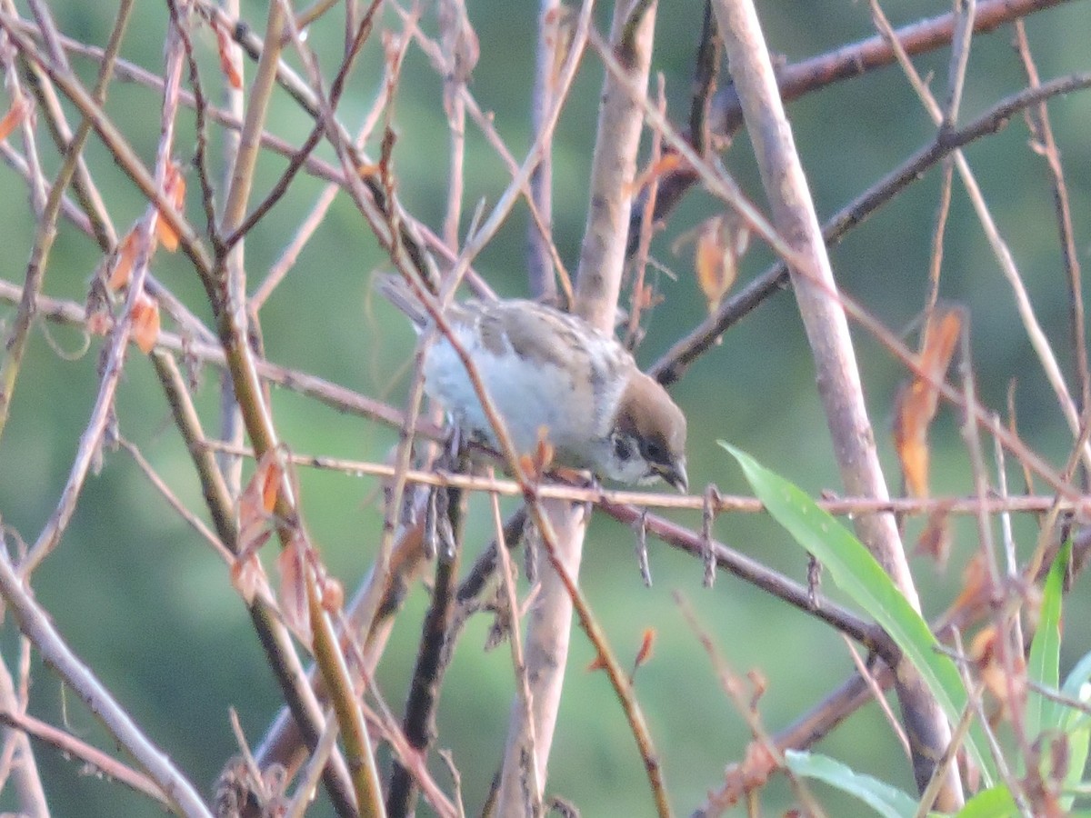 Eurasian Tree Sparrow - ML249336731