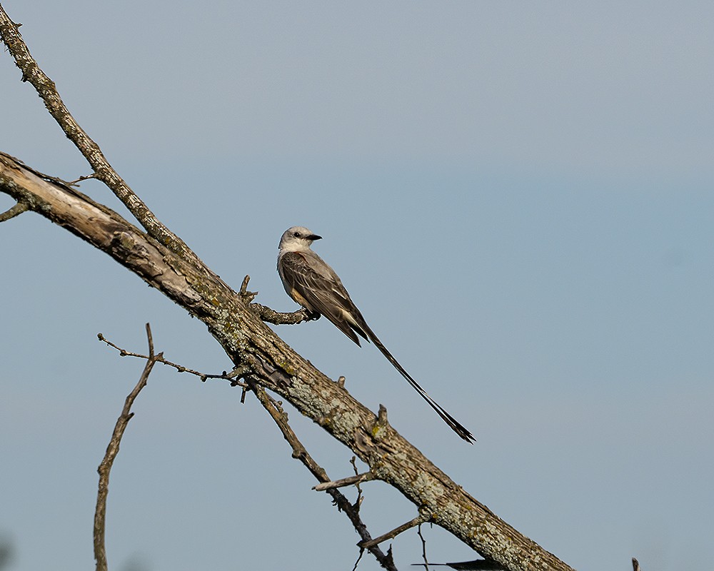 Scherenschwanz-Königstyrann - ML249337241