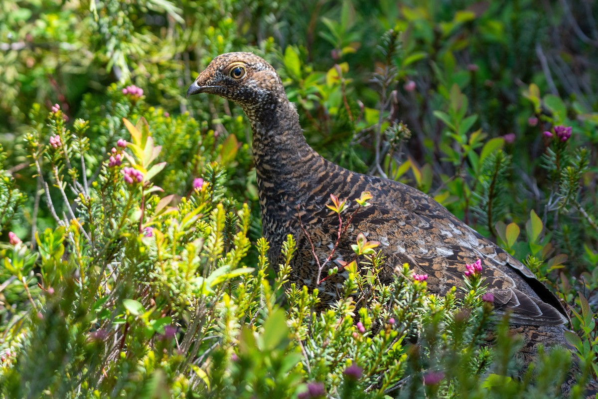 Sooty Grouse - ML249338081