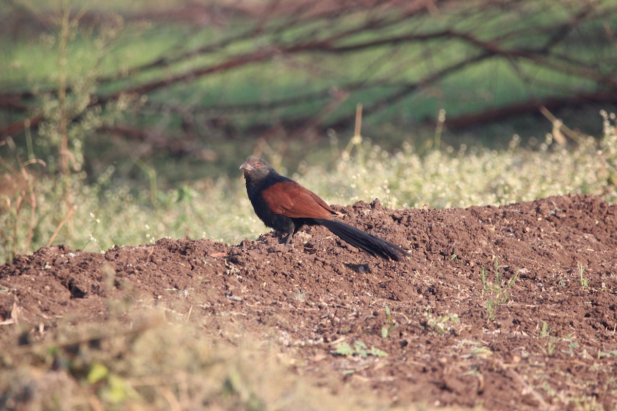 Greater Coucal (Southern) - ML249339651