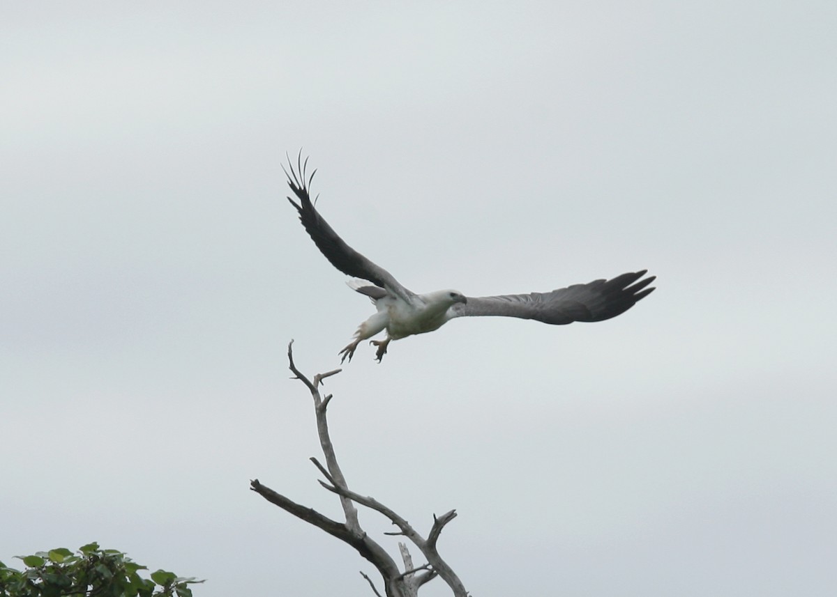 White-bellied Sea-Eagle - Qiang Zeng