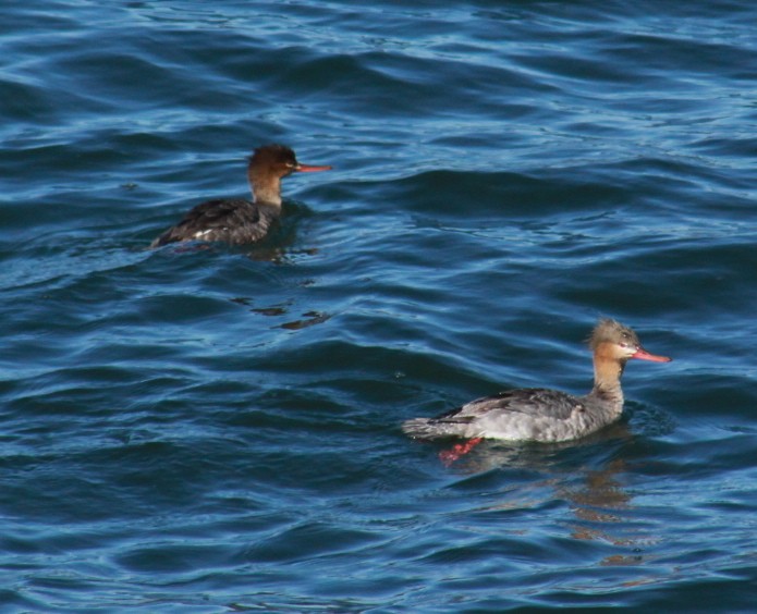 Red-breasted Merganser - Deb Weltsch