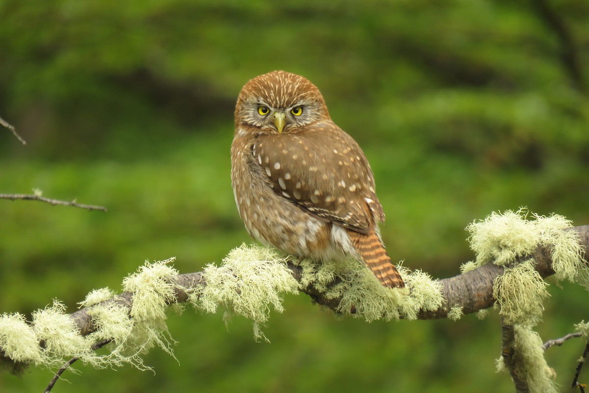 Austral Pygmy-Owl - ML249342121