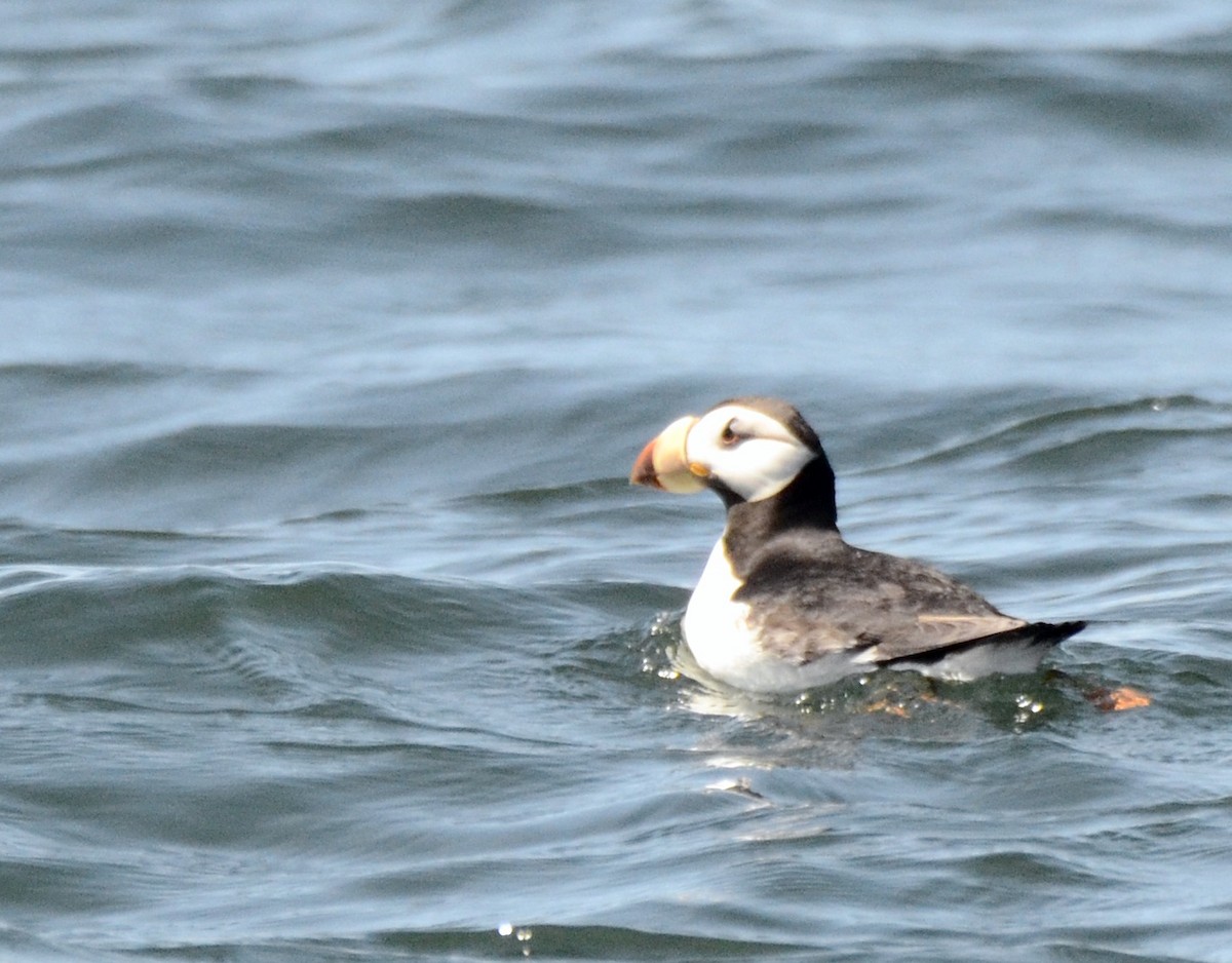 Horned Puffin - ML249343021