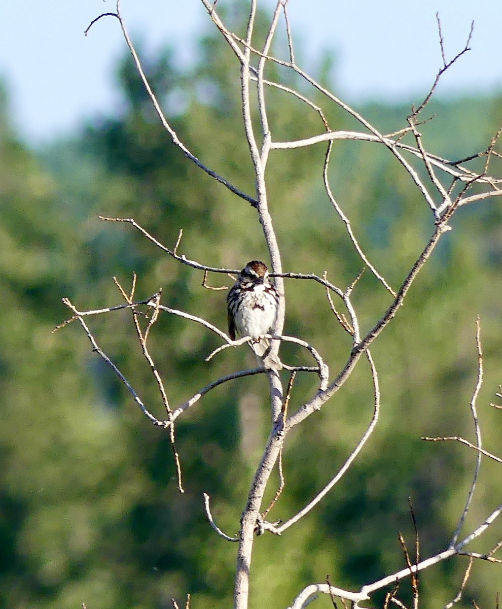 Song Sparrow - ML249343061
