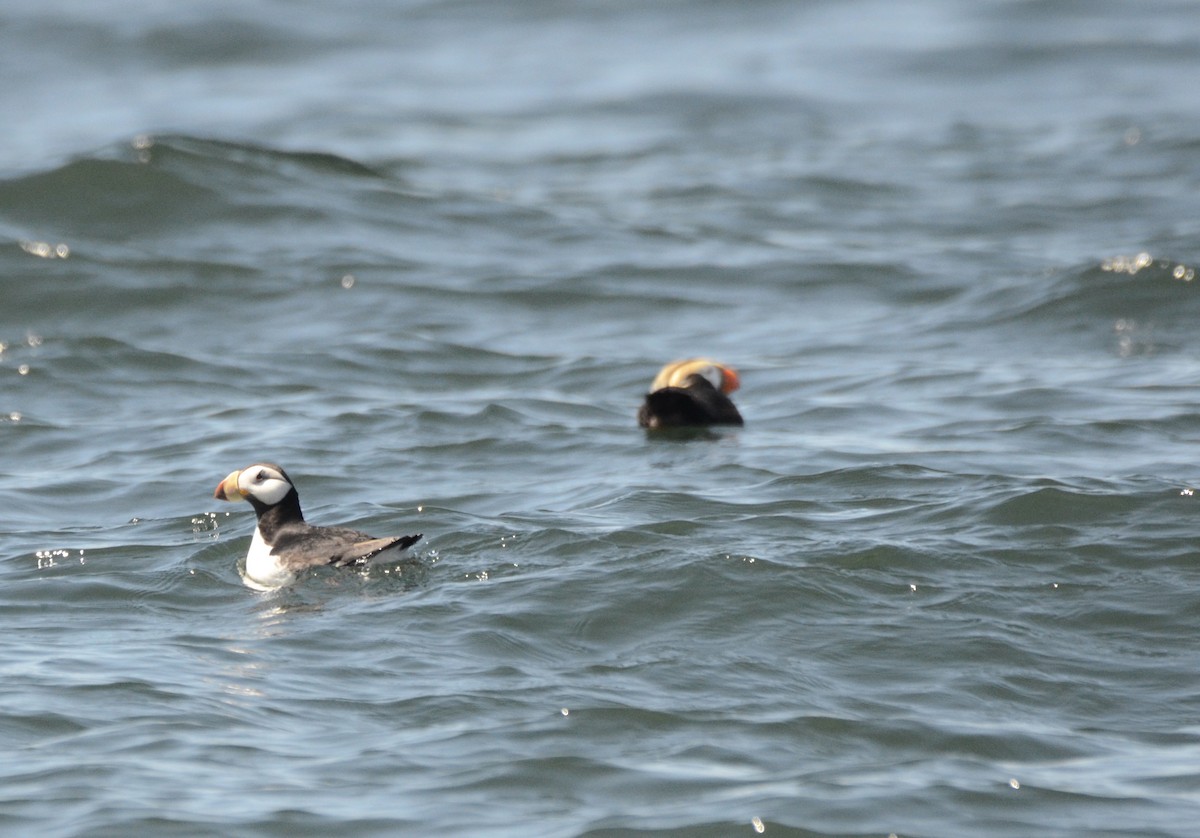 Horned Puffin - ML249343081