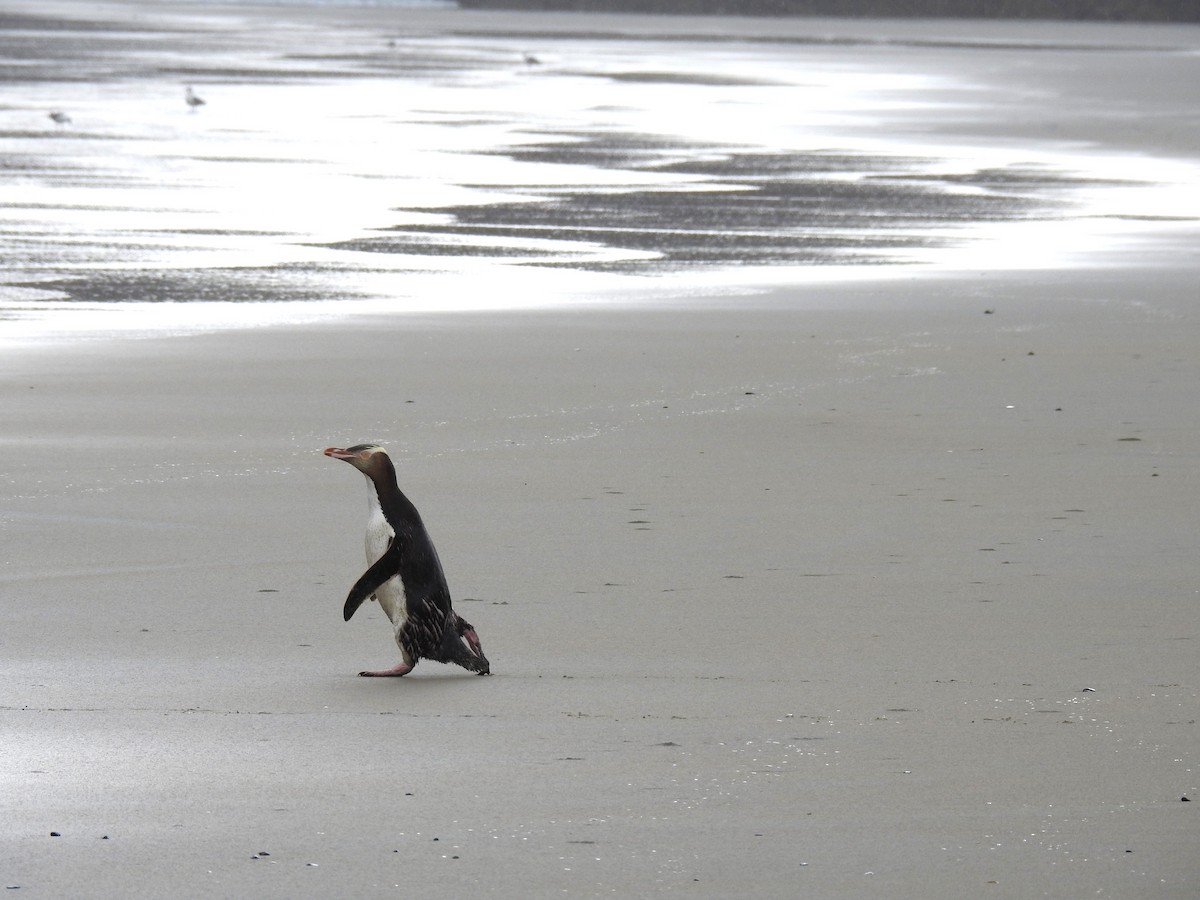 Yellow-eyed Penguin - ML249344001