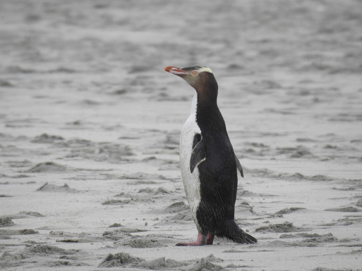 Yellow-eyed Penguin - ML249344161