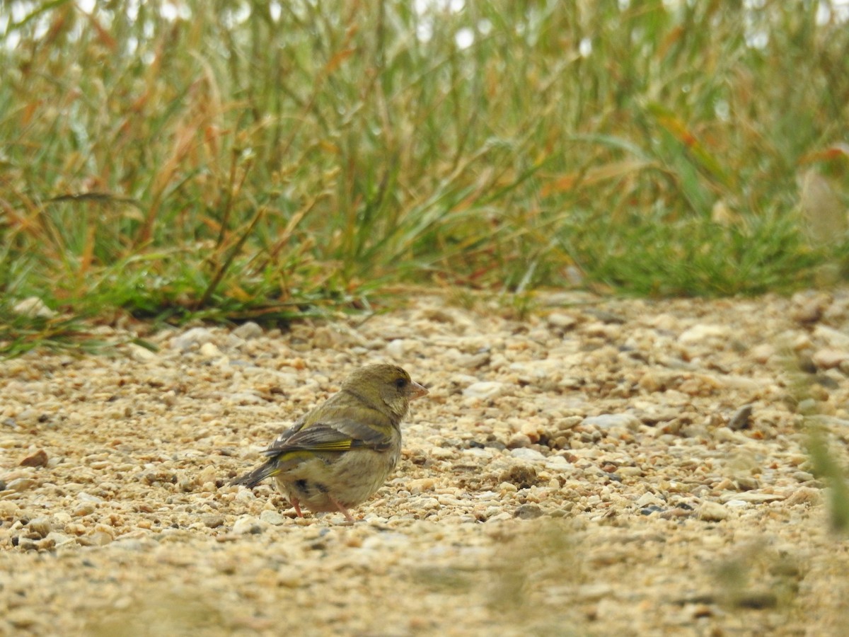 European Greenfinch - ML249344451