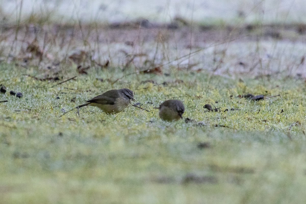 Yellow-rumped Thornbill - ML249344911