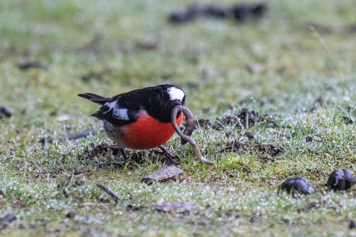 Scarlet Robin - Ramit Singal