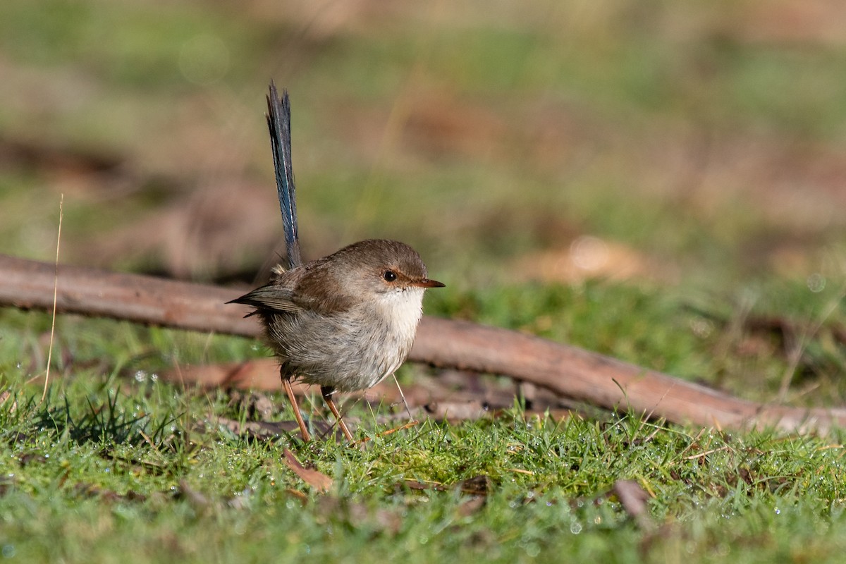 Superb Fairywren - ML249344981