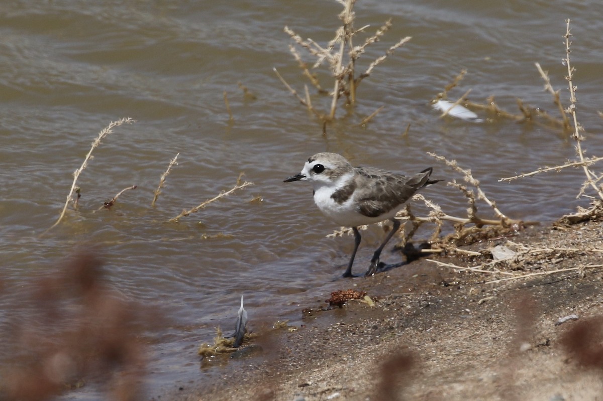 Snowy Plover - ML249347571