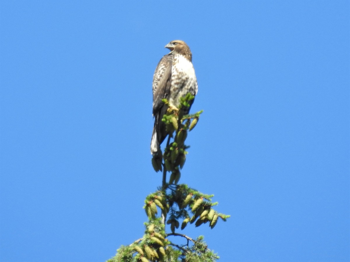 Red-tailed Hawk - ML249348401