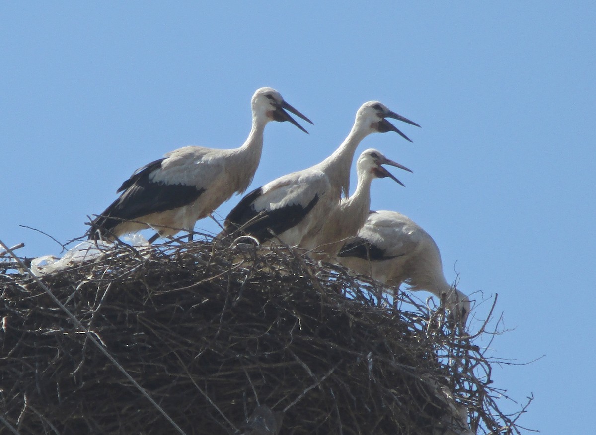 White Stork - ML249349601
