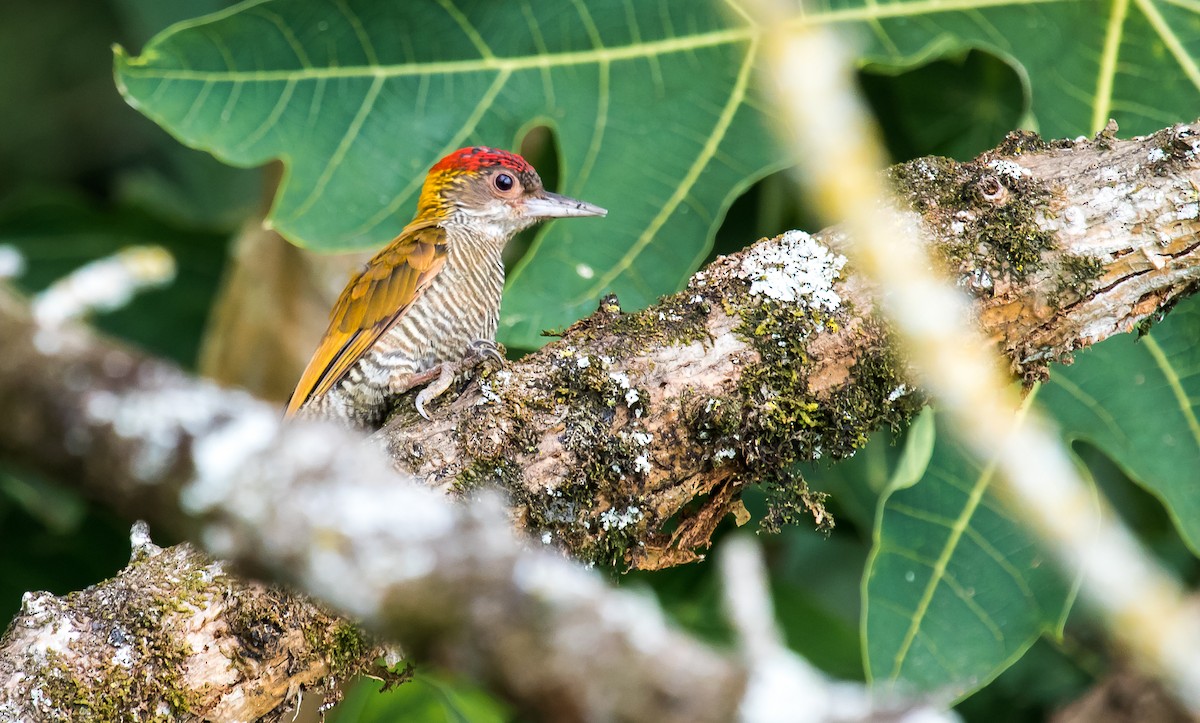 Red-rumped Woodpecker - ML249350301