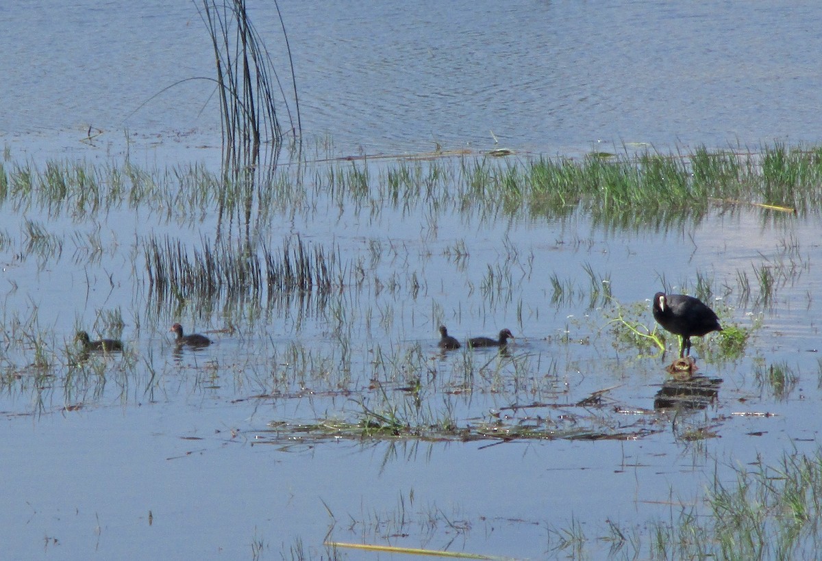 Eurasian Coot - Zsuzsanna Guba