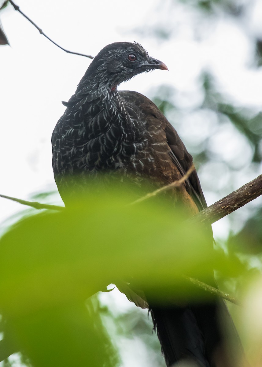 Andean Guan - ML249350911