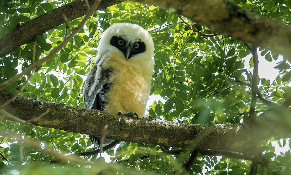 Spectacled Owl - ML249351101
