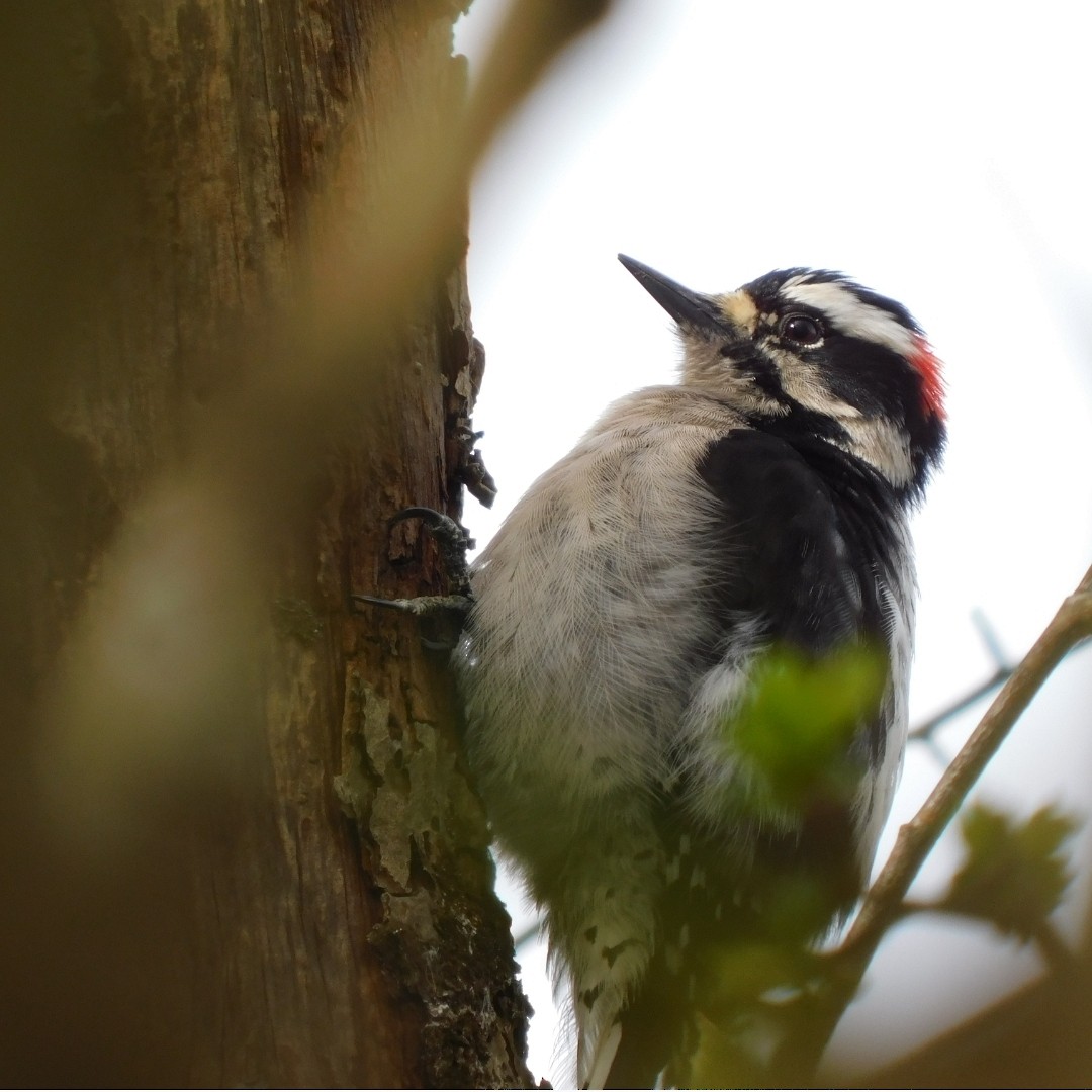 Downy Woodpecker - ML249351561
