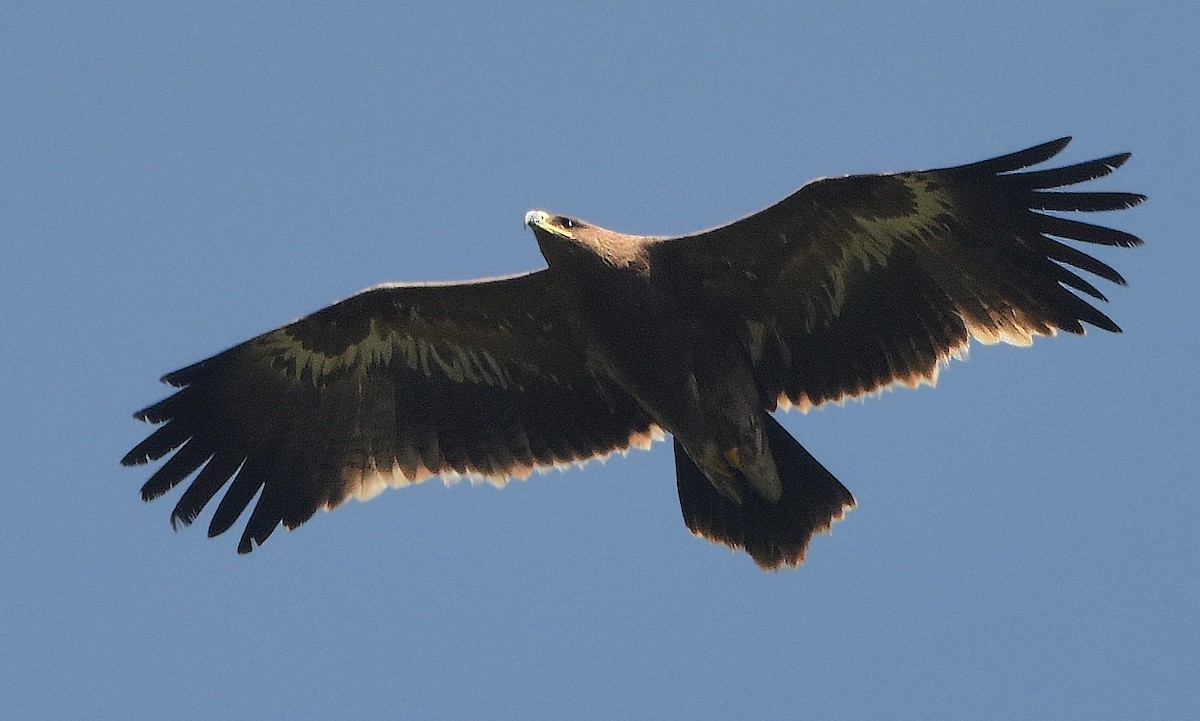 Steppe Eagle - Savithri Singh