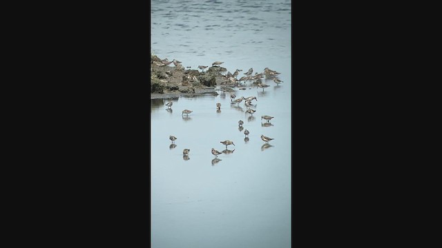 Western Sandpiper - ML249352621