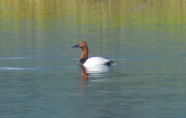 Canvasback - ML249352871