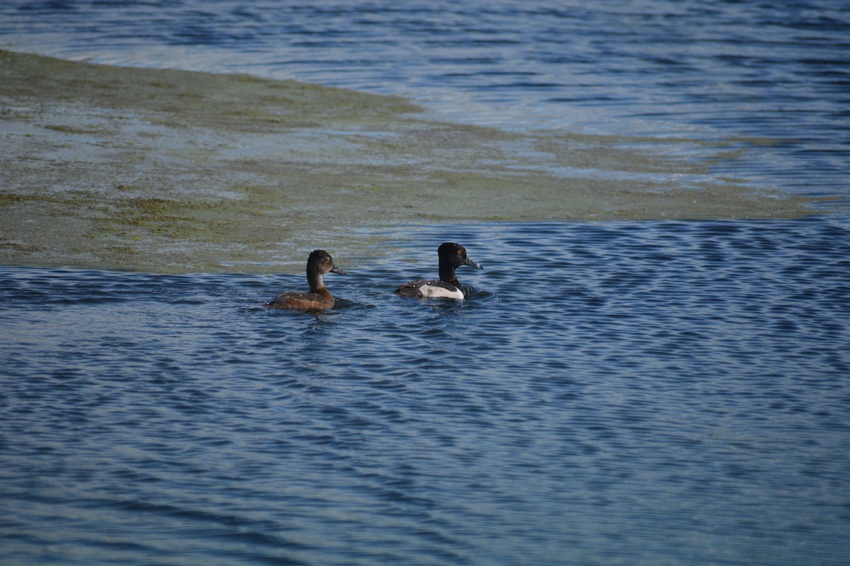 Ring-necked Duck - Filip Panusz