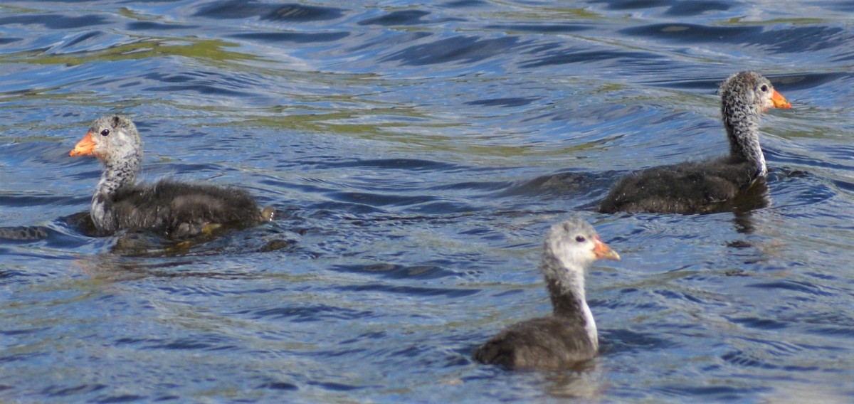 American Coot - ML249355211